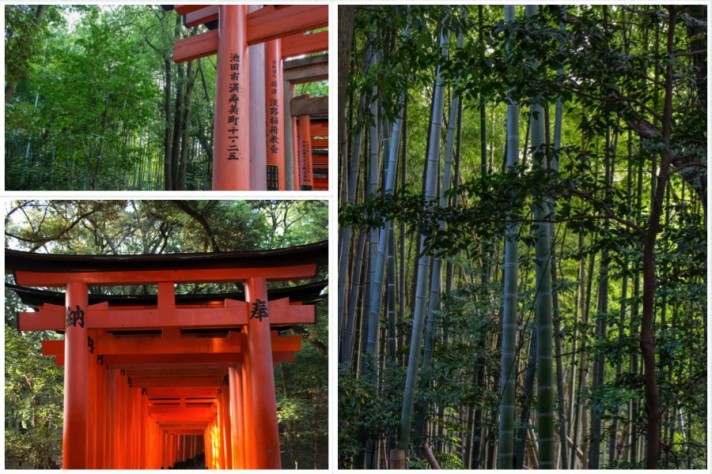 Kyoto Shrine Bamboo Forest