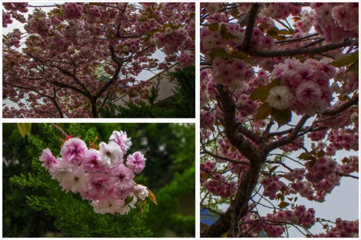 Mount Fuji Cherry Blossoms