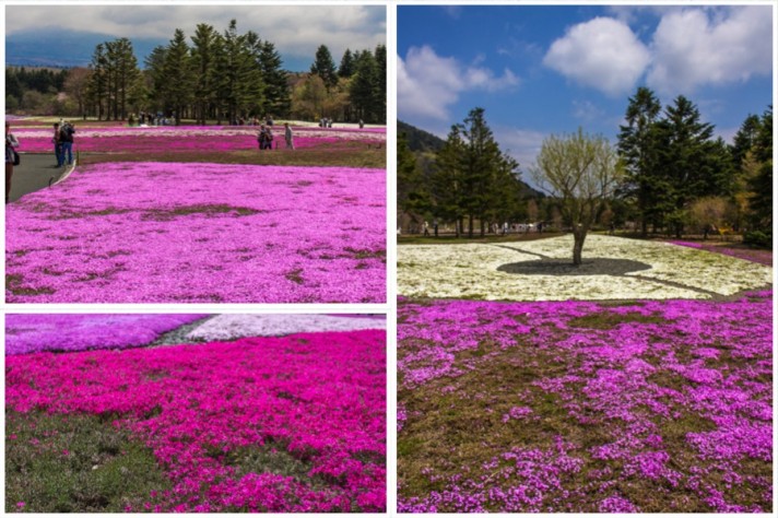 Mount Fuji Flowers