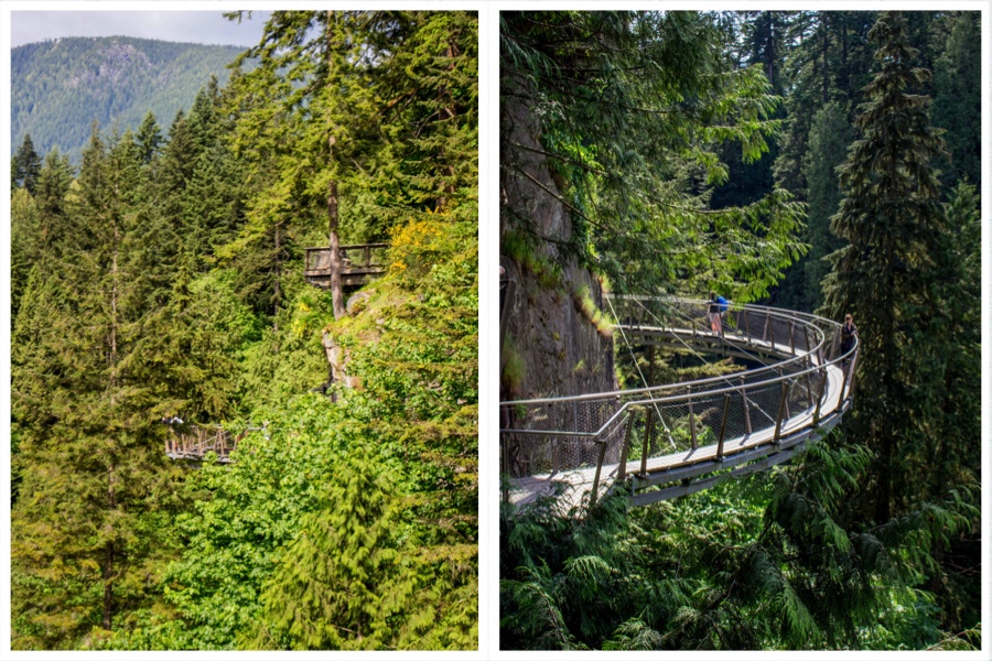 Capilano Bridges Trees