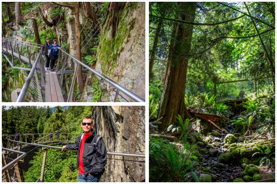 Capilano Forest