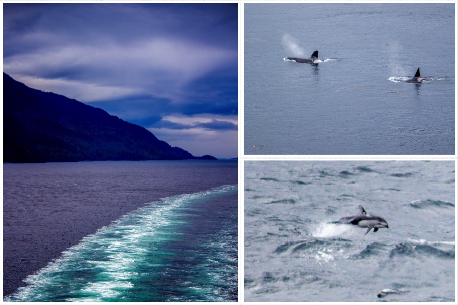 Cruise Inside Passage Dolphins