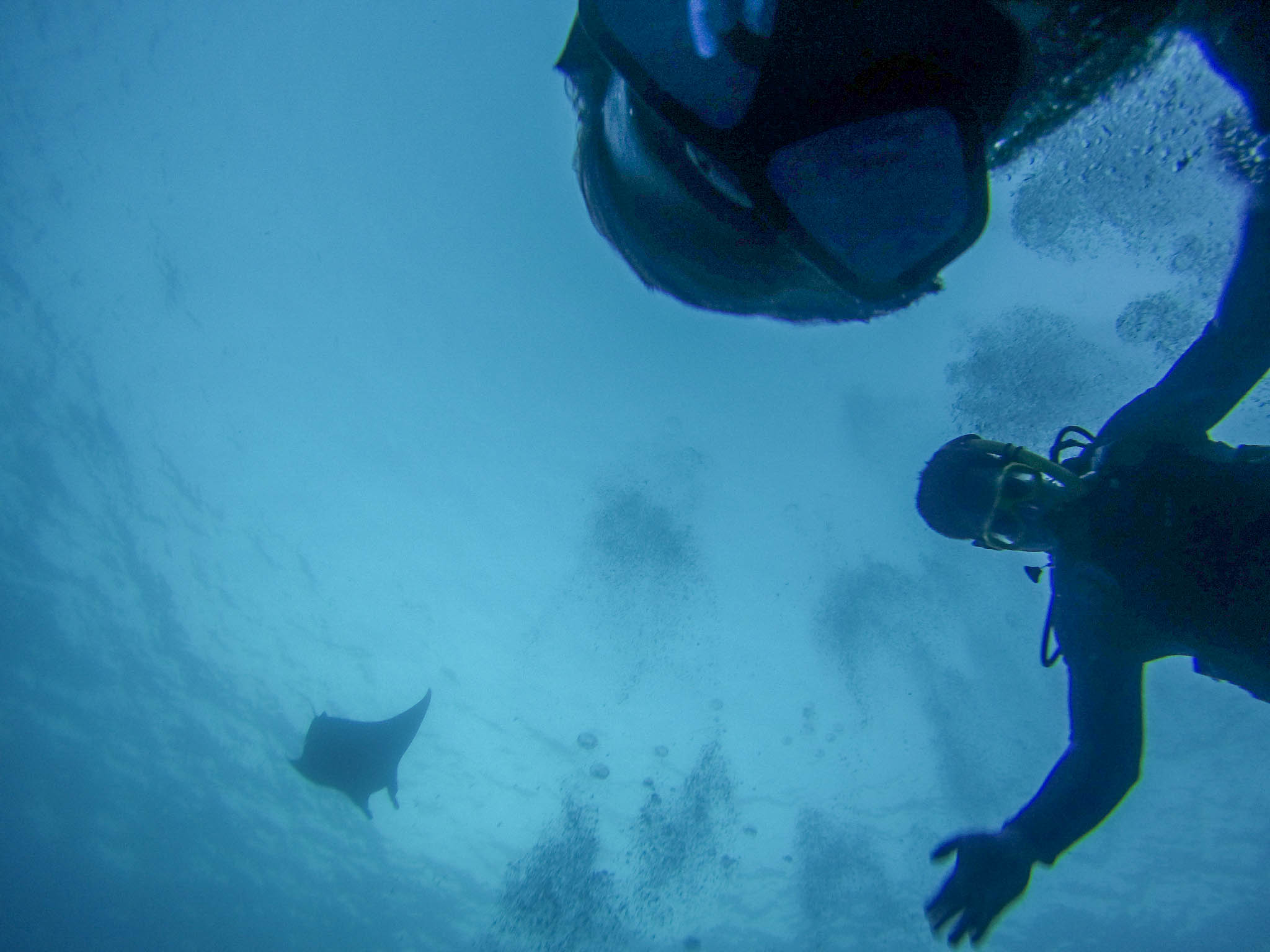 Manta Ray Dive Best Big Island Hawaii Things To Do