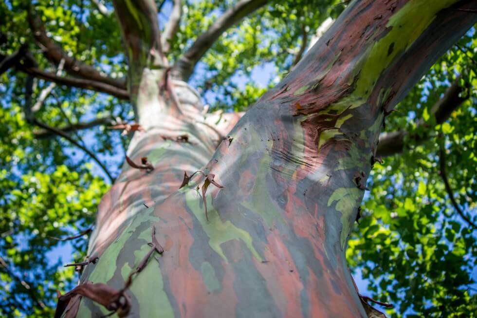 Best Maui sights the painted grove of rainbow eucalyptus trees