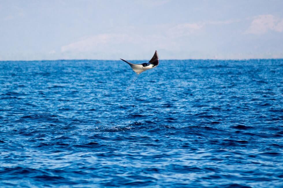 Jumping Manta Rays in Mexico