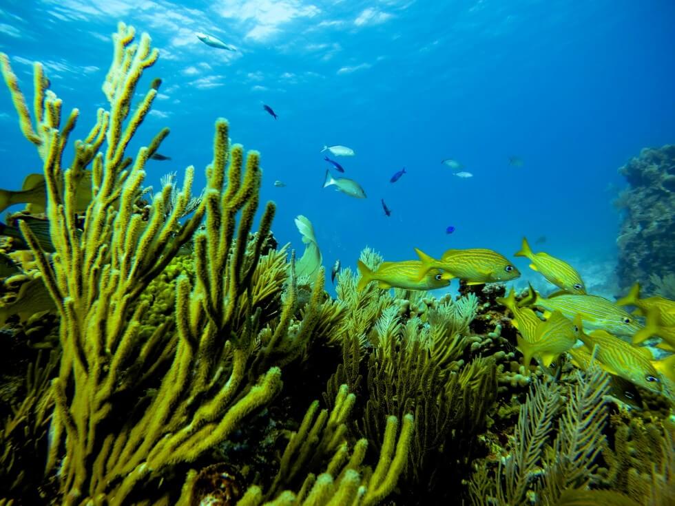 Blues and Yellows Diving Isla Mujeres