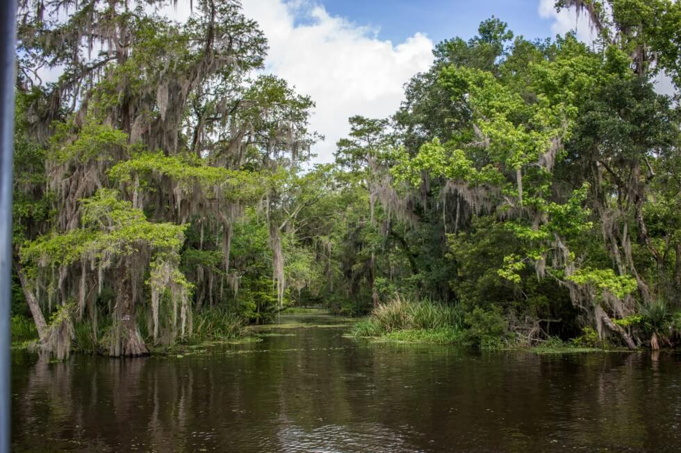 New Orleans Swamp Tour Beautiful Bayou