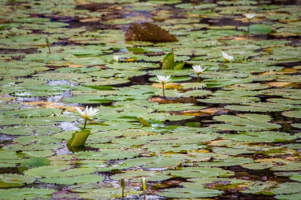 Lilies cover the surface of the Cenote Xlacah in the Dzibilchaltún ruins
