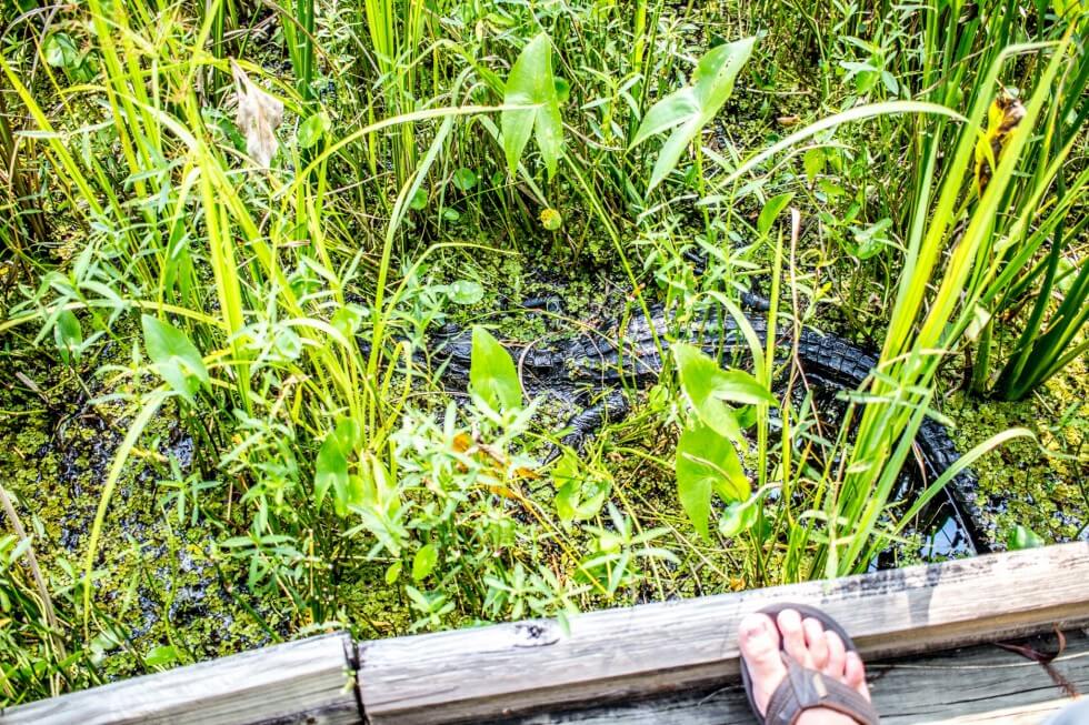 Alligator by the trail in Jean Lafitte National Park New Orleans Swamp