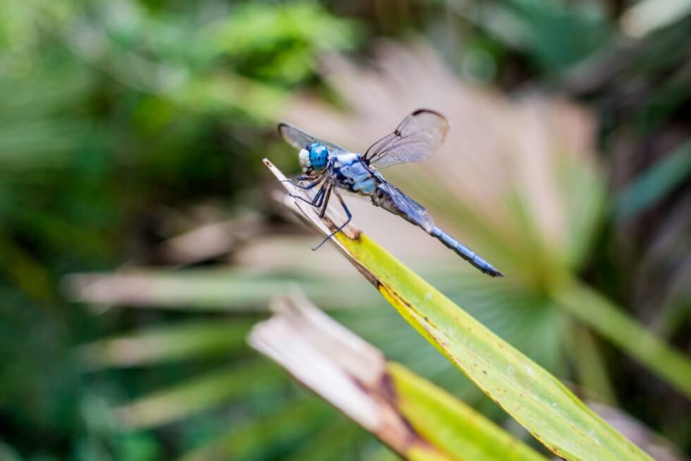 Blue Dragonfly Jean Lafitte National Park New Orleans Swamp