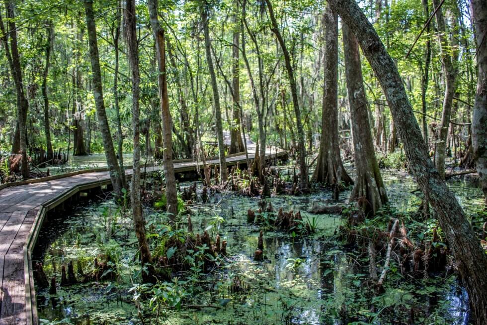 Boardwalks Weaving Through Jean Lafitte National Park New Orleans Swamp