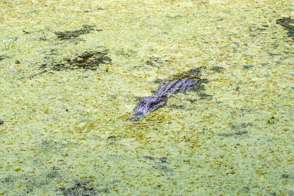 Huge Alligator in Jean Lafitte National Park New Orleans Swamp