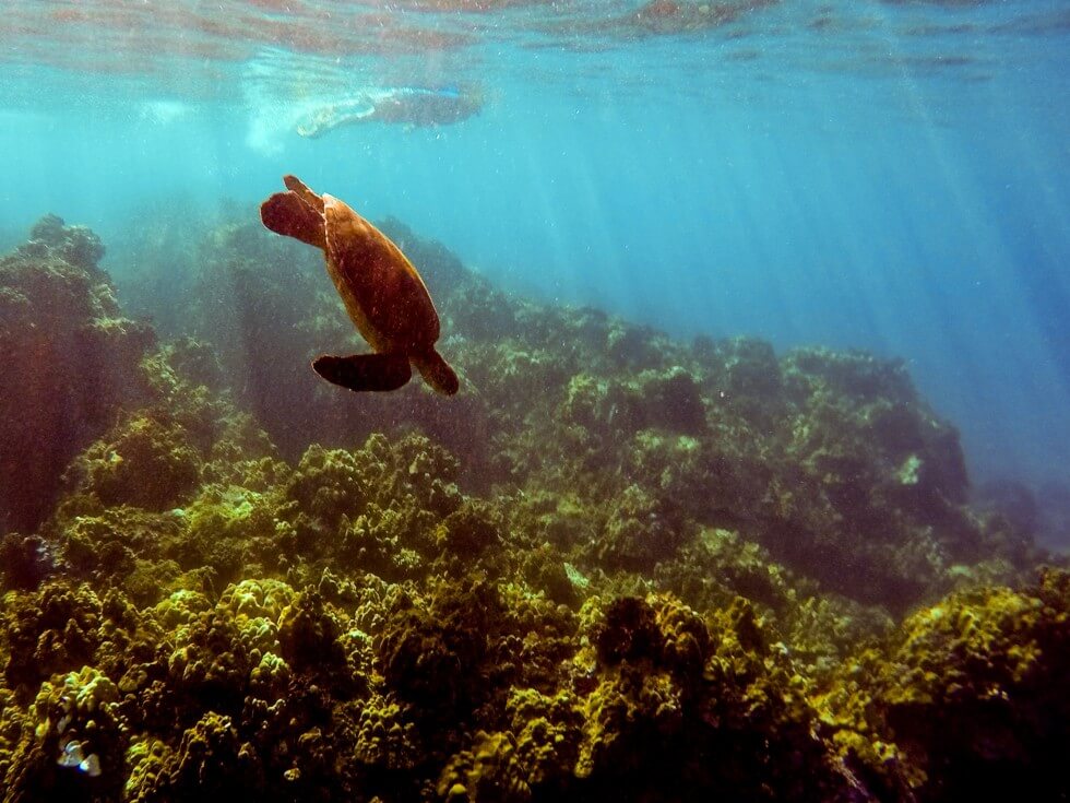 Hawaiian Sea Turtle with Redline Rafting Tour