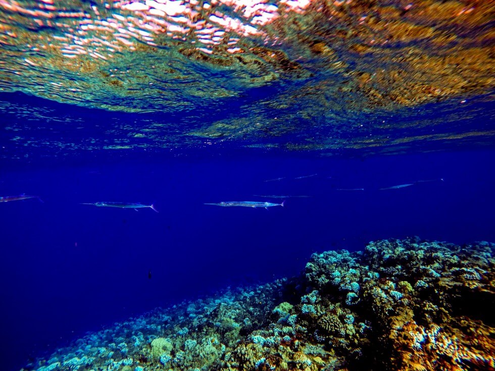 Snorkeling at Molokini Crater Maui