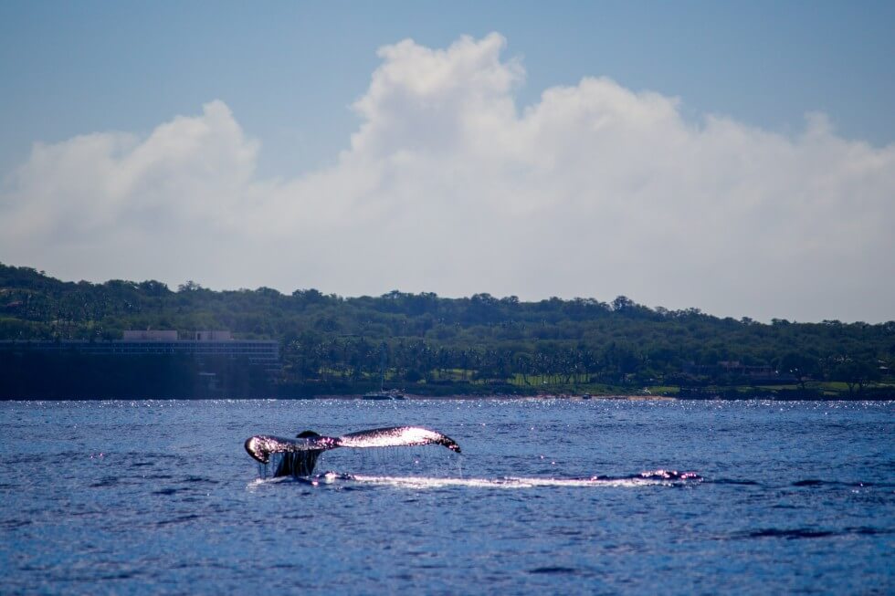 Whale tail in Maui