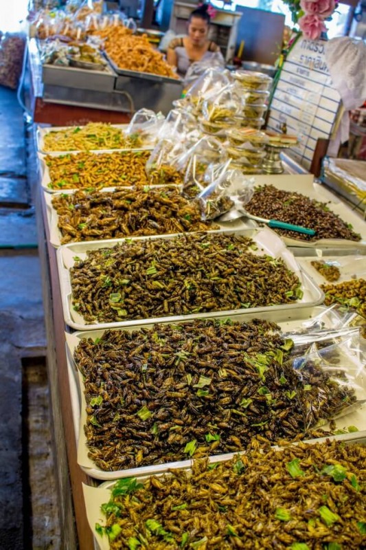 fried bugs at the Chiang Mai cooking school market tour