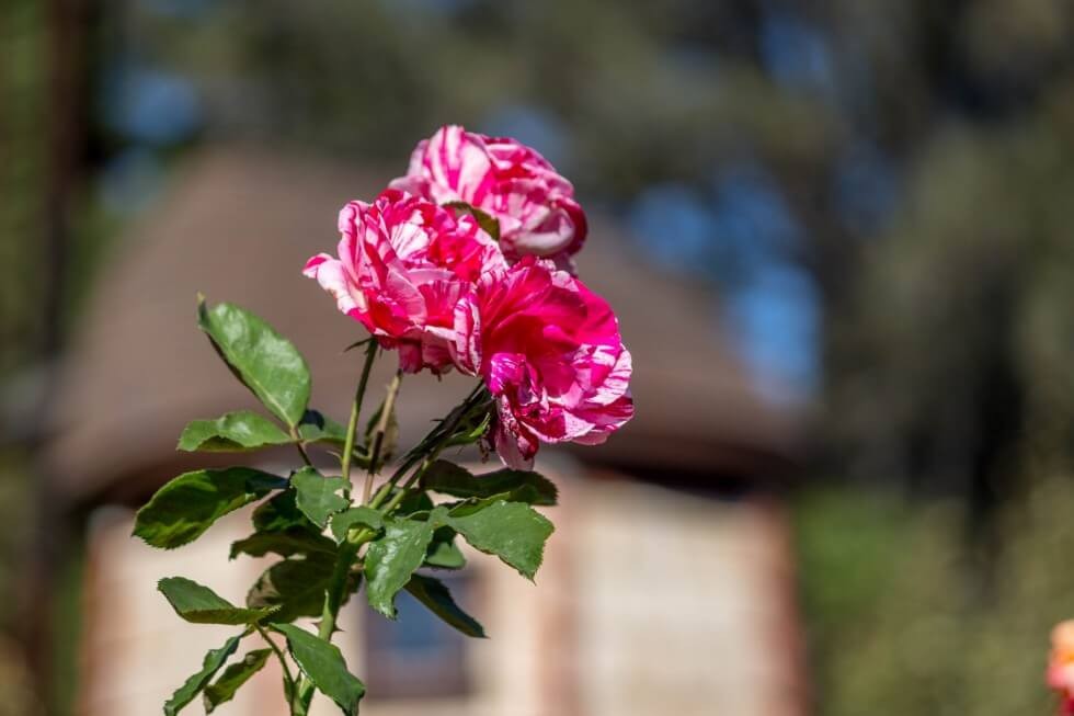 Pink Roses in Self-Realization Gardens LA