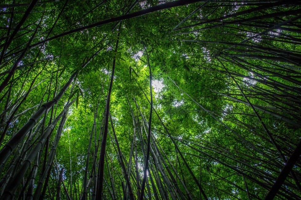 Maui-surrounded-by-beautiful-bamboo