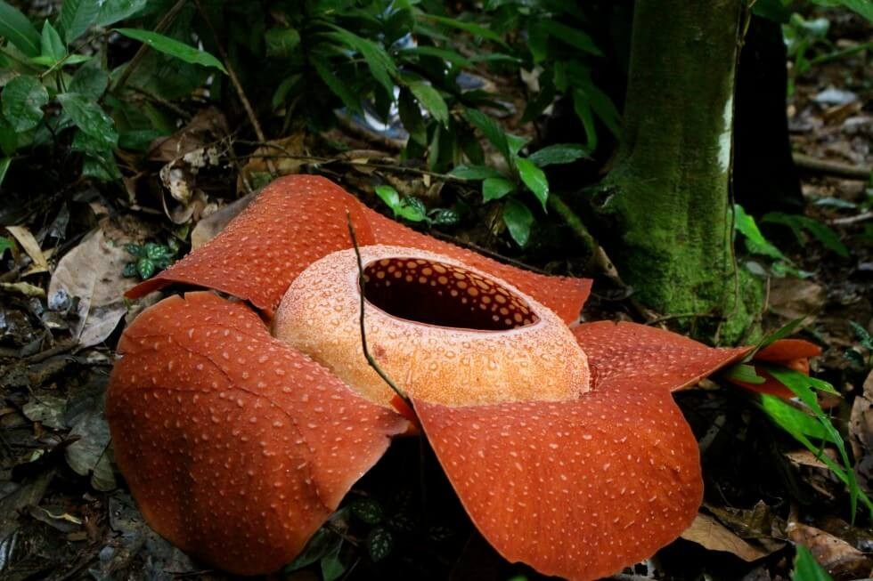 The giant rafflesia flower in Cameron Highlands Malaysia