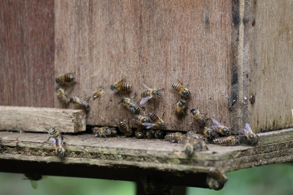 Bee farm in the Cameron Highland Malaysia
