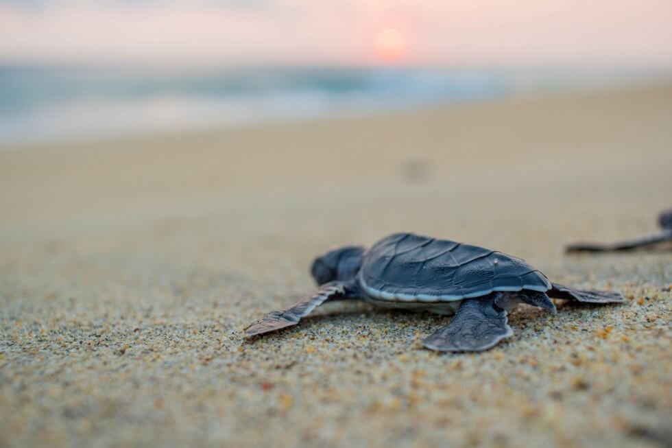 Baby Sea Turtle Headed to the Ocean at Sunset