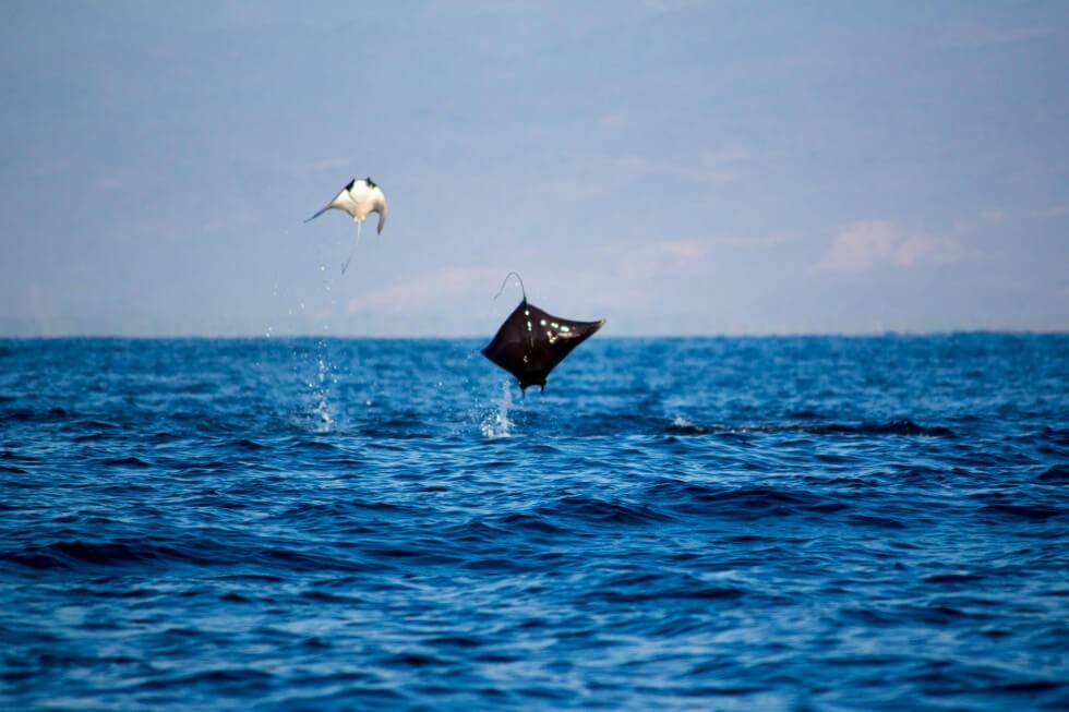 Jumping Manta Rays off the Oaxacan Coast