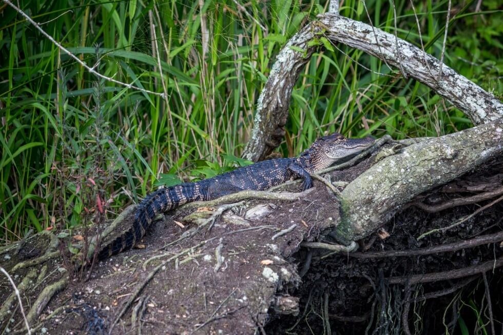 Medium Alligator New Orleans Swamp Tour