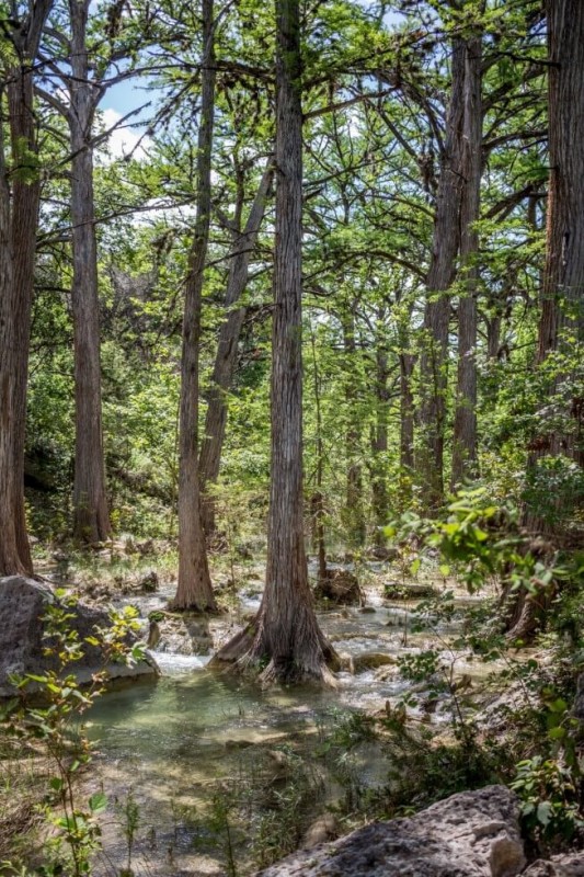 Pale water and trees walking to Hamilton Pool Austin Texas
