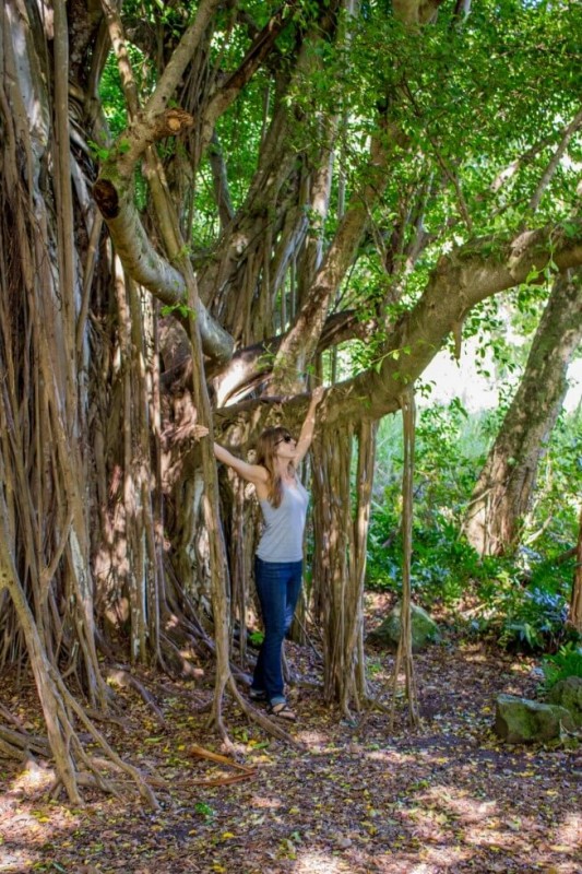 I love Banyan trees Maui
