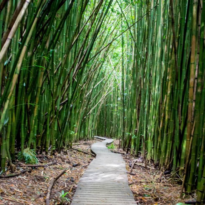 Pipiwai Trail Bamboo Boardwalk on Maui