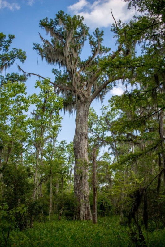 Spanish Moss Draped Tree Jean Lafitte National Park New Orleans Swamp