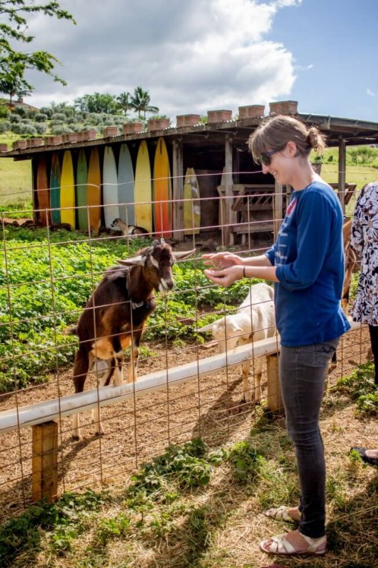 Feeding a Goat at Maui Upcountry Surfing Goat Dairy