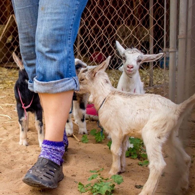 Kids at Maui Upcountry Goat Farm
