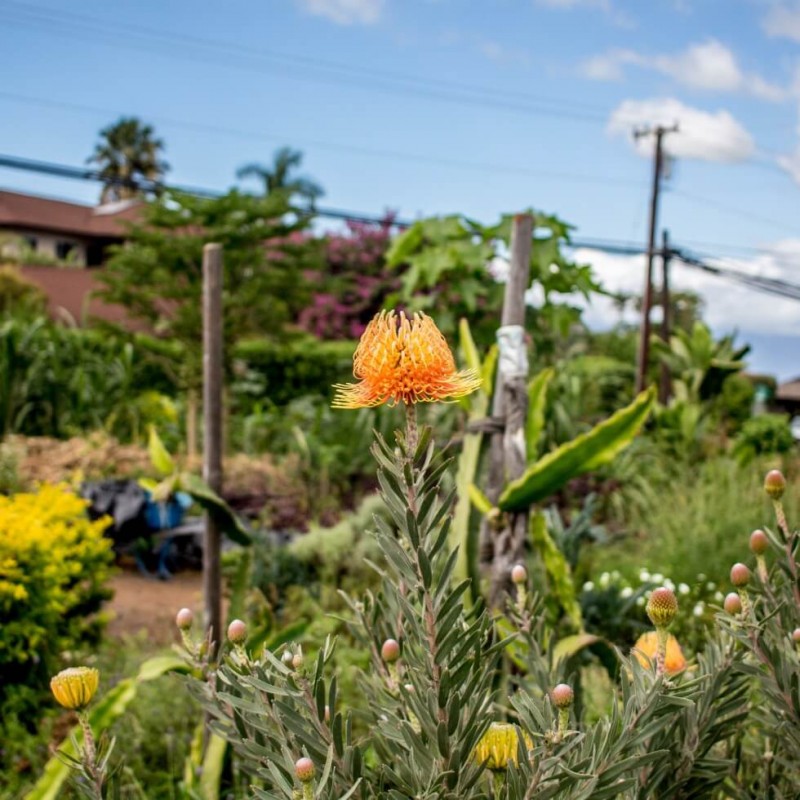 Protea at Maui Nui Upcountry Thai Farm