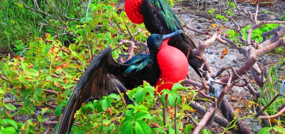 Great Frigatebirds in the Galapagos