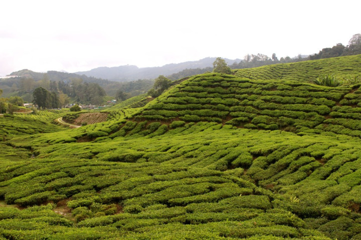 Tea for Two in the Cameron Highlands Malaysia