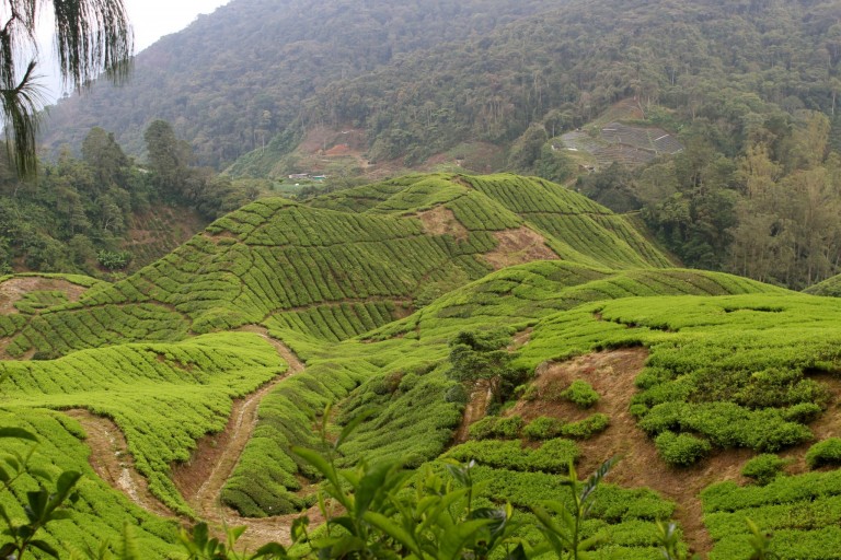 Tea for Two in the Cameron Highlands Malaysia