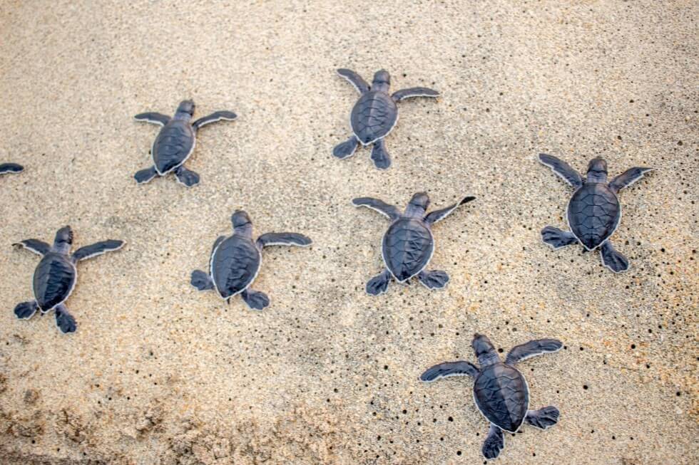 https://tillthemoneyrunsout.com/wp-content/uploads/2015/04/Baby-Sea-Turtles-Being-Released-in-Mexico-980x653.jpg