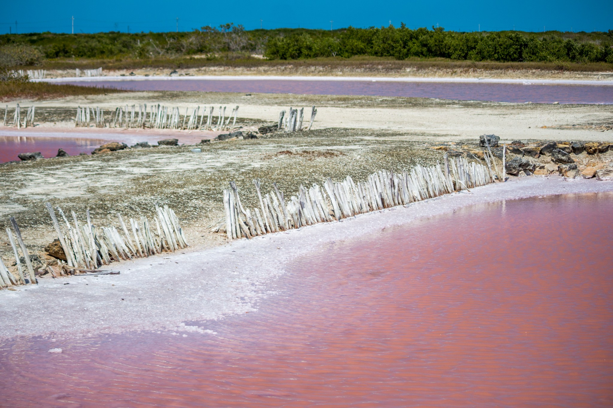 Flamingos flying over the Laguna Rosada Yucatan Mexico
