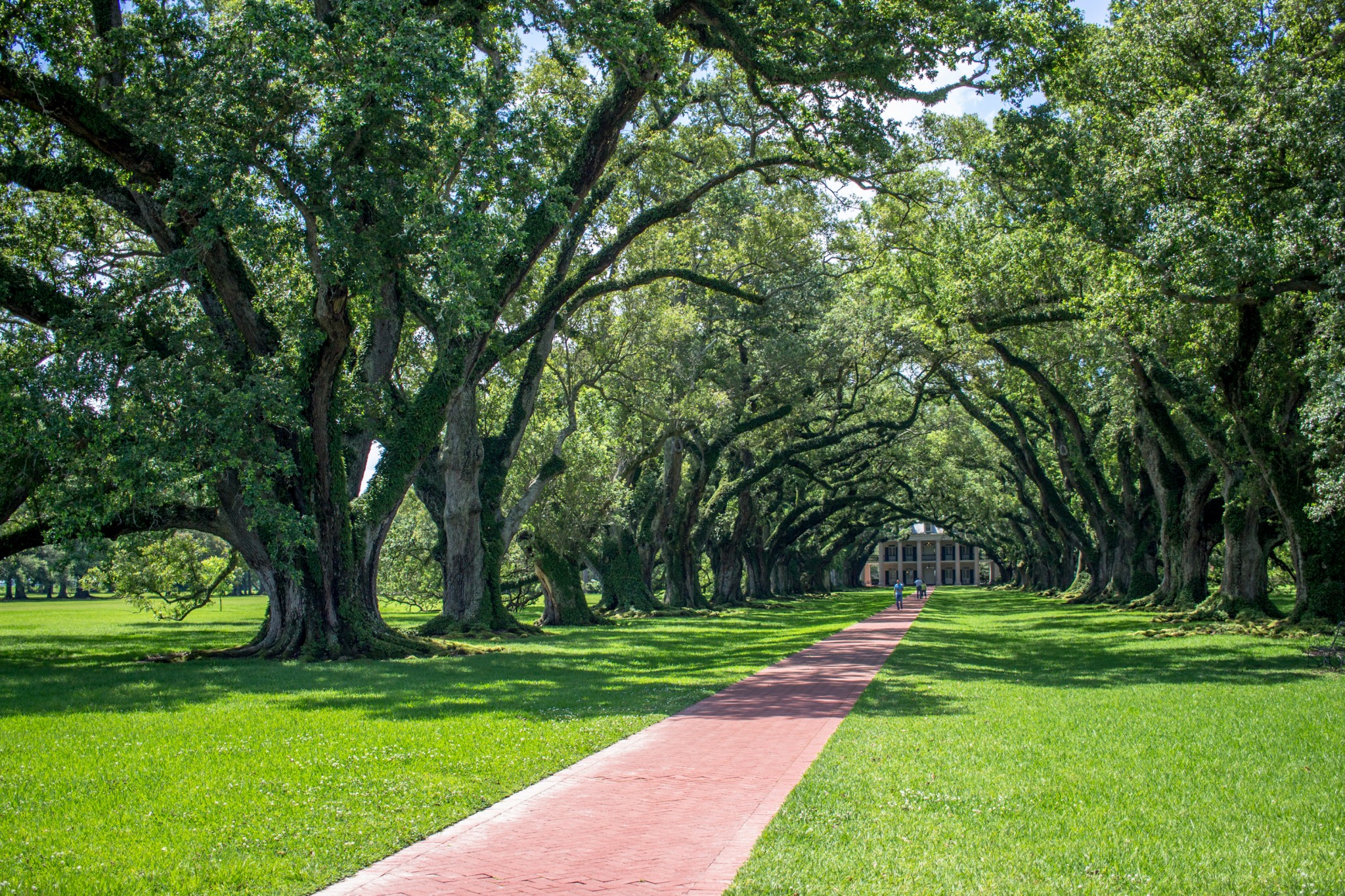 The Best New Orleans Swamp Tour