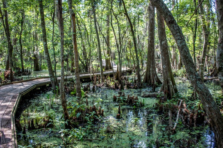 Jean Lafitte National Park a New Orleans Swamp
