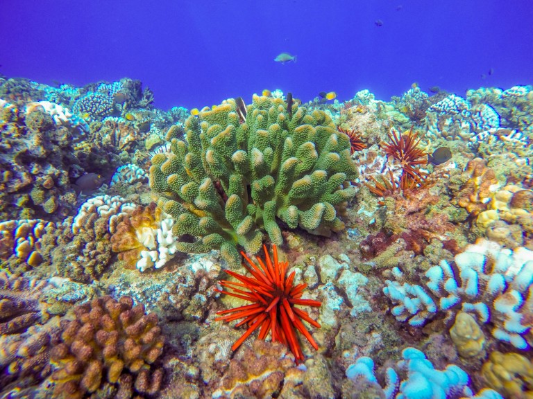 Snorkel Molokini Crater in Maui with Redline Tours